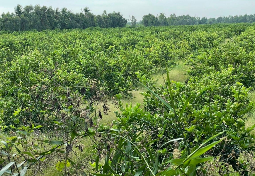 BÁN 1000M2 ĐẤT LONG AN GIÁ BÈO CHỈ 999TR