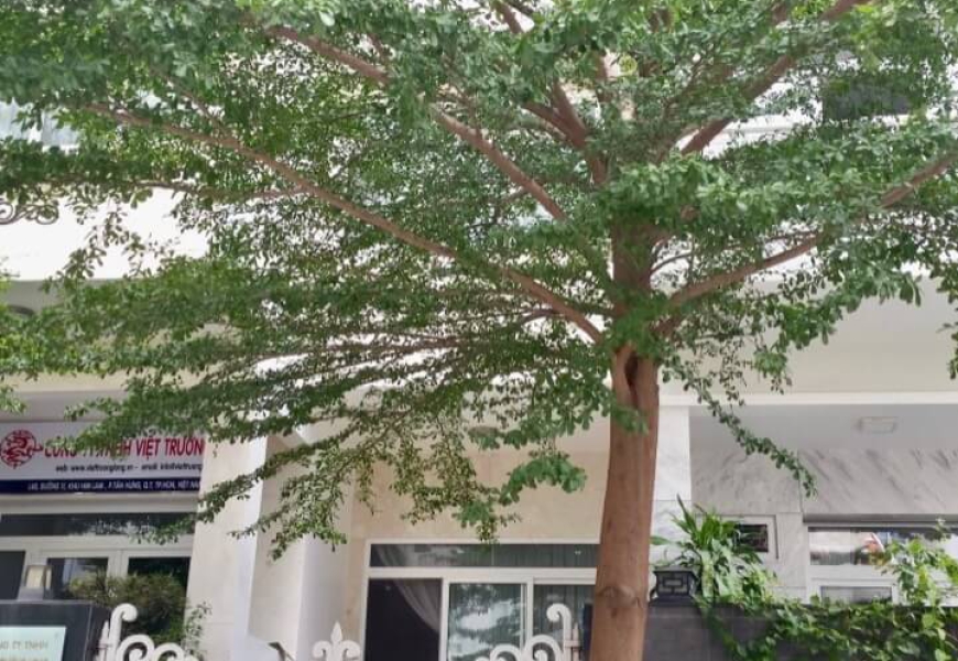 Cho thuê nhà khu dân cư him lam phường Tân Hưng quận 7