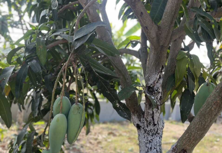Gấp gấp đi nước ngoài cần sang nhượng lại nhà vườn rộng thênh thang. số 274 /30/27 nhánhV sương cá 2 , long thới nhà bè